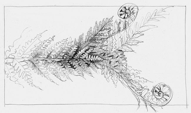 创杰带你看看动植物手绘风格匈牙利纸币设计(图19)