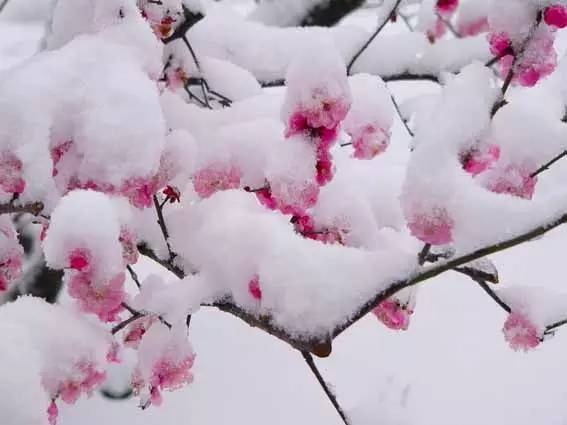 雪中盛开的花朵(图4)