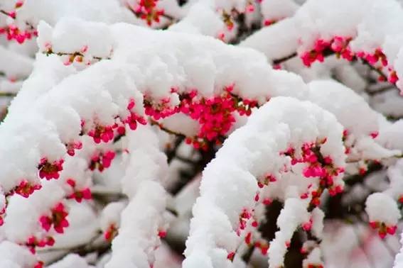 雪中盛开的花朵(图5)